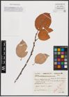 Foto von Salix caprea L.